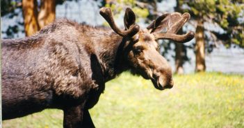 Research on Animal Attitudes; Elk, Cow most Biased